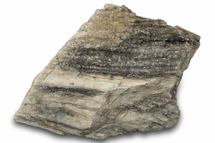 Petrified Wood Section with Sparkling Quartz - Arizona #305392